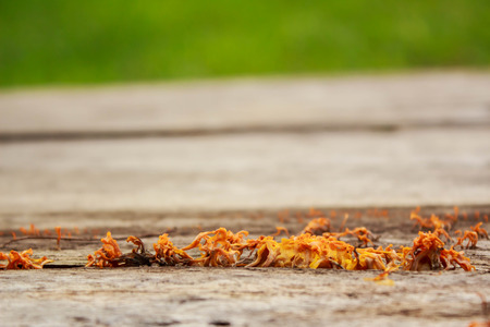 closeup Yellow jelly mushroom growing on woodの写真素材