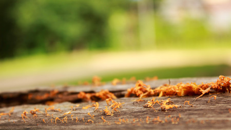 closeup Yellow jelly mushroom growing on woodの写真素材