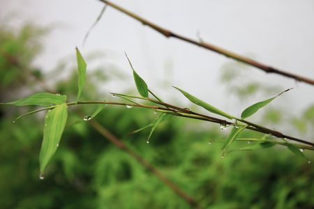 Drop of water on bamboo leaves in garden After Rainの写真素材