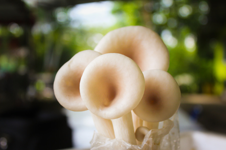 Close up Mushroom cultivation in bag