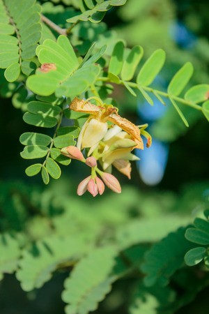 Flower tamarind on tree ,Flower sweet tamarind on tree in thailandの写真素材
