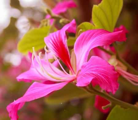Pink flower ,Chongkho with green leaf background.の写真素材