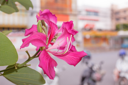 Pink flower ,Chongkho with green leaf background.の写真素材