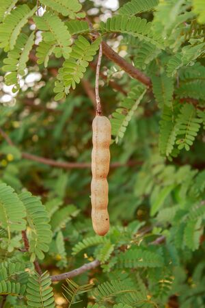 tamarind on tree ,sweet tamarind on tree in thailandの写真素材