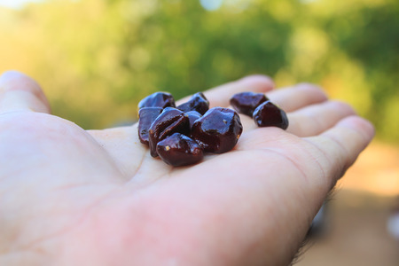 Tamarind seed on your hand