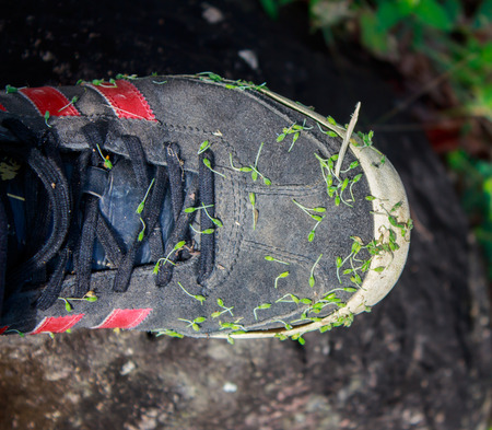 Grass seed on shoesの写真素材