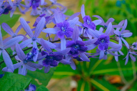 Petrea Flowers in the gardenの写真素材