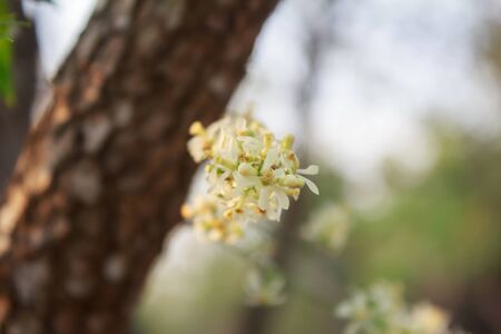 Close up Neem Flower on treeの写真素材