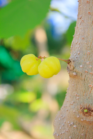 Gooseberry on the treeの写真素材