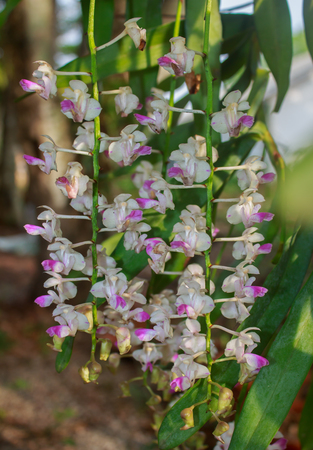 wild orchid flower on treeの写真素材