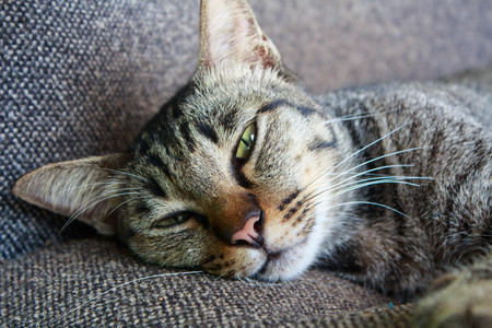 a cat sleep on chair