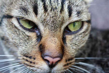 Close up cat eyeの写真素材
