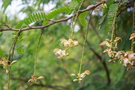 sweet tamarind flower on treeの写真素材