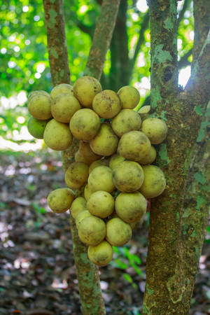 Lansium parasiticum on tree (longkong) tropical fruit in Thailandの写真素材