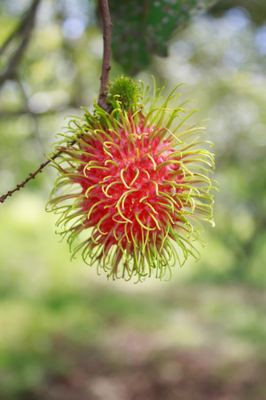 red rambutan fruits on treeの写真素材