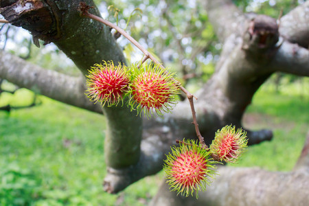 red rambutan fruits on tree