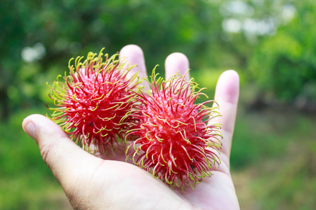 red rambutan fruits in handの写真素材