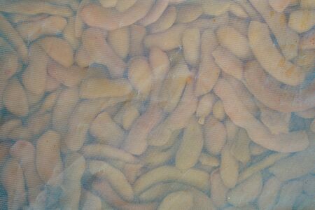 Tamarind  crystallized in factoryの写真素材