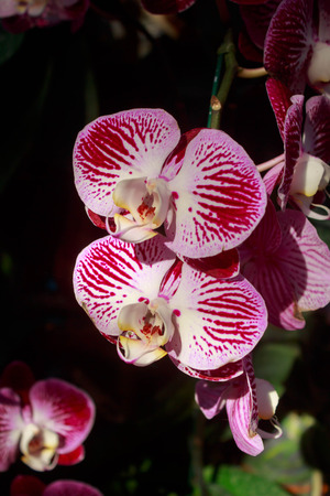 Phalaenopsis orchid on isolated black backgroundの写真素材