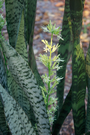 Flower of Sansevieria trifasciata in green leavesの写真素材