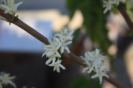 Coffee tree blossom with white color flowerの写真素材