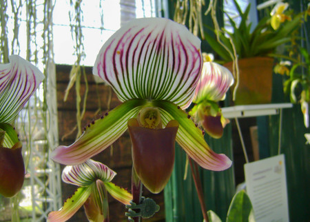 Orchid flower in garden at winter or spring dayの写真素材