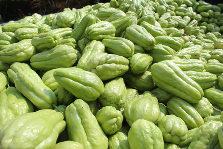 Close up Green chayote squash.の写真素材