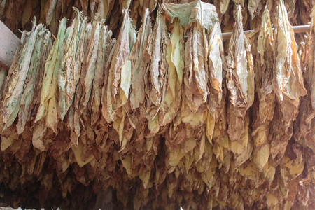 Tobacco leaves drying in the shedの写真素材