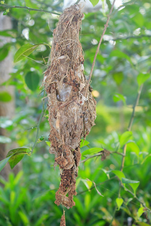Squirrels nest in the backyardの写真素材