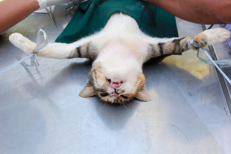 Thai cats are anesthetized  veterinary surgeryの写真素材