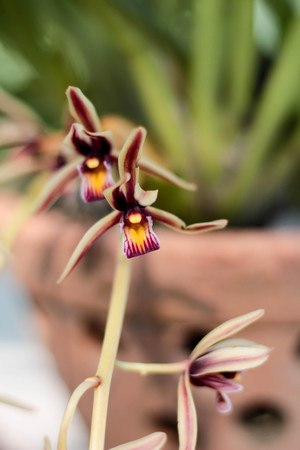 Close up Wild orchid in gardenの写真素材