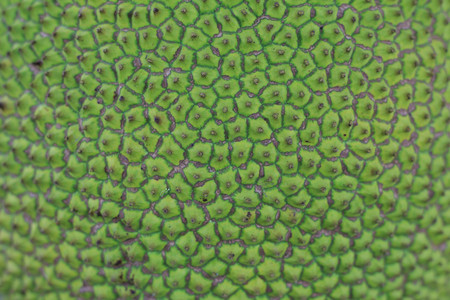 Close up Green Jackfruit for back groundの写真素材