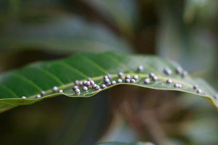 Close up Insects on mango leavesの写真素材