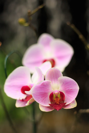Beautiful orchid flowers in the garden.の写真素材