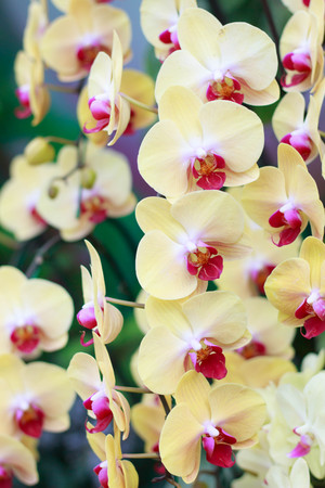 Beautiful Yellow orchid flowers in the garden.の写真素材