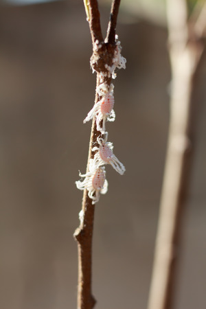 close up Mealy bugs on Custard  treeの写真素材