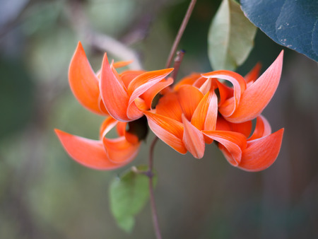 Bastard Teak Flower bloom on treeの写真素材