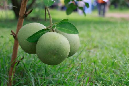 Pomelo, ripening fruits of the pomelo, natural citrus fruit, green pomelo hanging on branch of the...