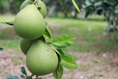 Pomelo, ripening fruits of the pomelo, natural citrus fruit, green pomelo hanging on branch of the...
