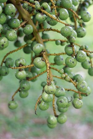 Livistona speciosa on a treeの写真素材
