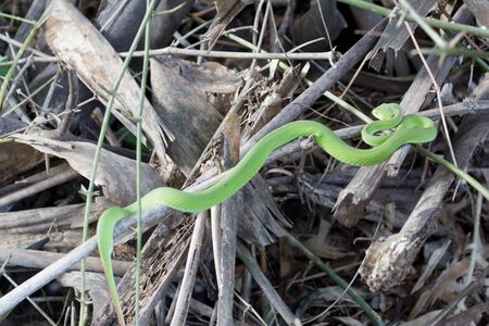 Green serpent snake Sleeping on a bamboo branch in garden near forestの写真素材