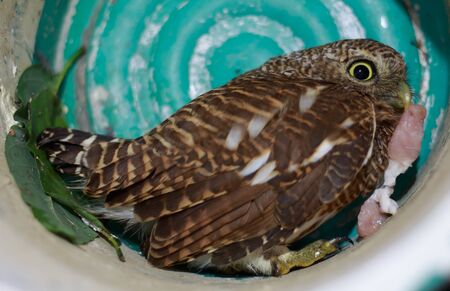 Close up Collared owlet (Collared pygmy owl) eating preyの写真素材