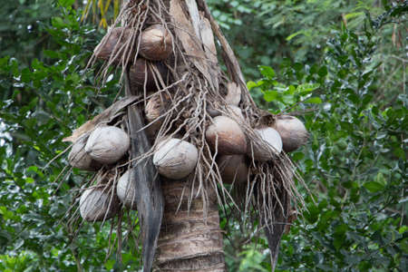 The dead coconut is dry.