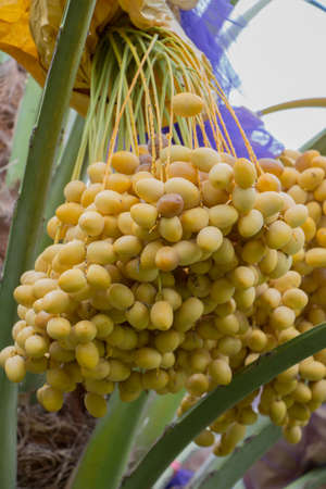 Barhee Date palm on treeの写真素材