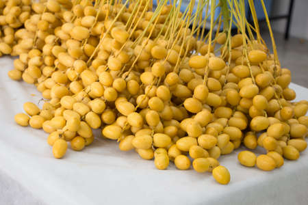 Big Pink Flower cactusの写真素材