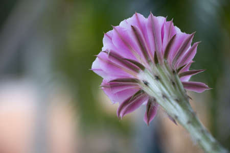 Close up watermelon ice on white back groundの写真素材