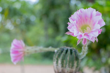 Big Pink Flower cactusの写真素材
