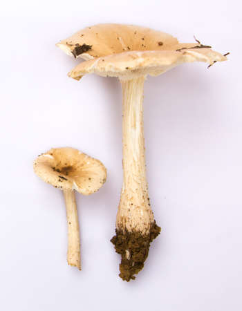 Colored Bottom of the pen on white backgroundの写真素材