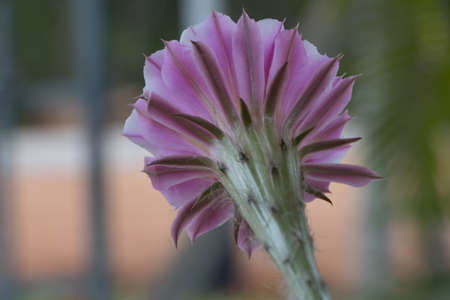 Big Pink Flower cactusの写真素材