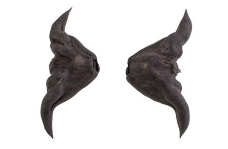 Close up Chestnut Buffalo on isolatedの写真素材